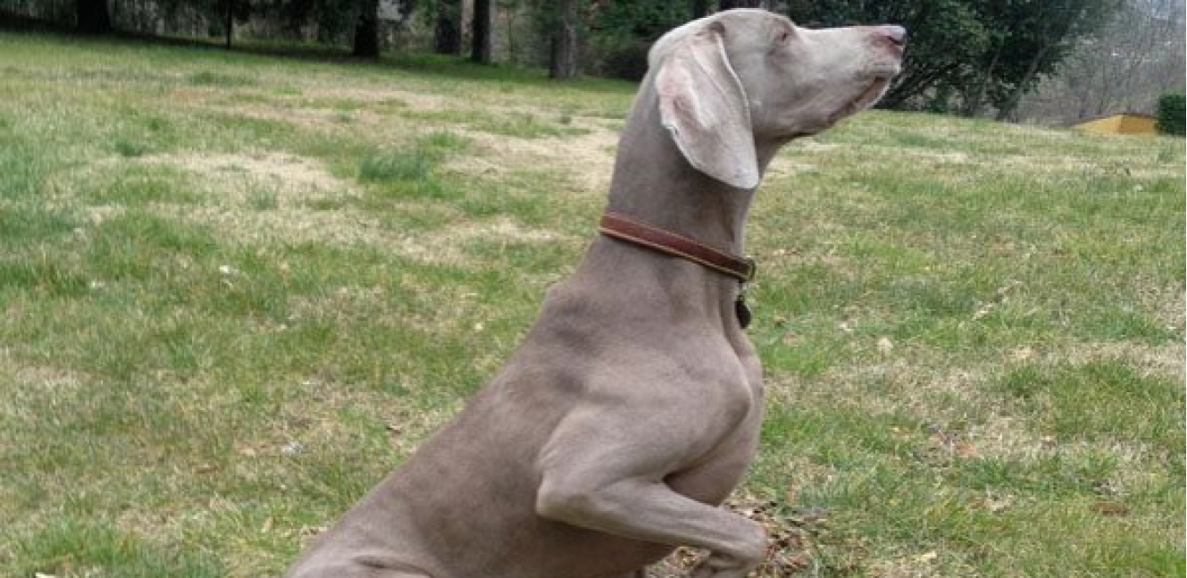 polpetta weimaraner