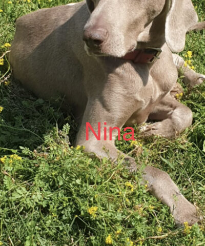 adoption image Nina