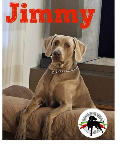 adoption image JIMMY